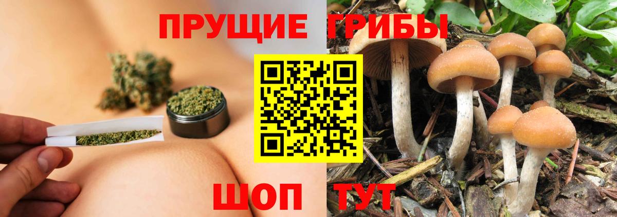 дарнет шоп  Вход с VPN  Зеленокумск  Псилоцибиновые грибы прущие грибы 